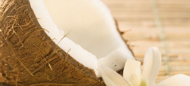 How to Make Coconut Milk, Shredded Coconut, and Coconut Oil in the Ninja Blender…and Get Coconut Water Too!