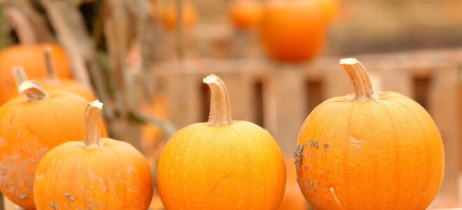 How to Make Your Own Pumpkin Puree