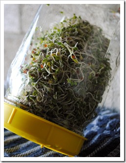 Growing Sprouts | Test Kitchen Tuesday